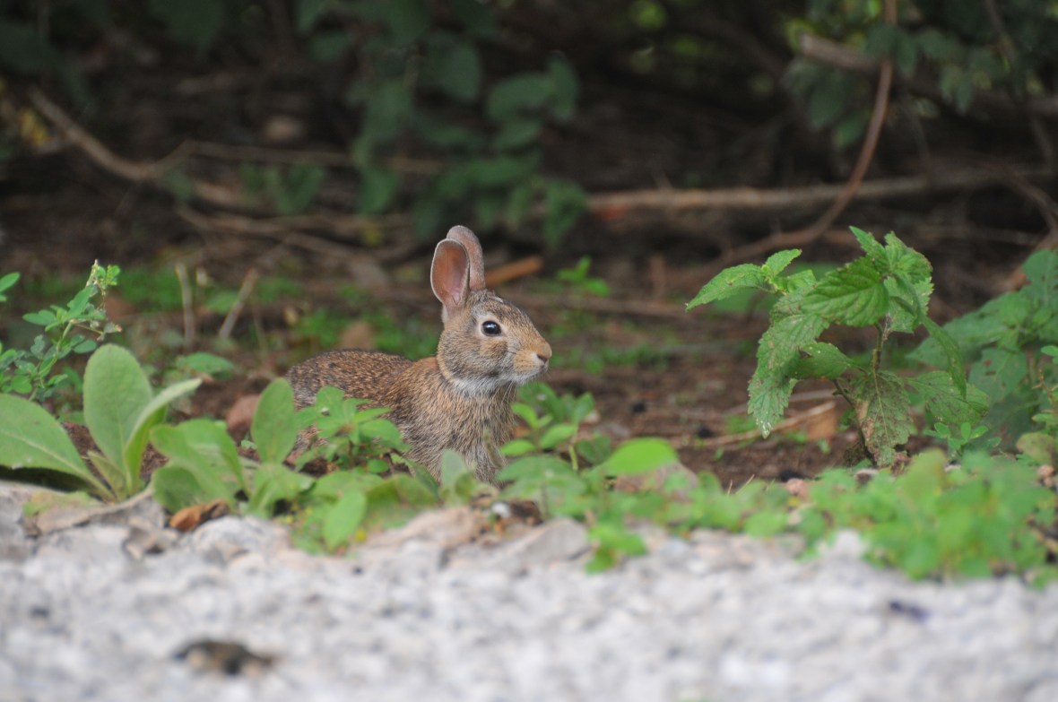 This lil' guy hung out with me for awhile as well