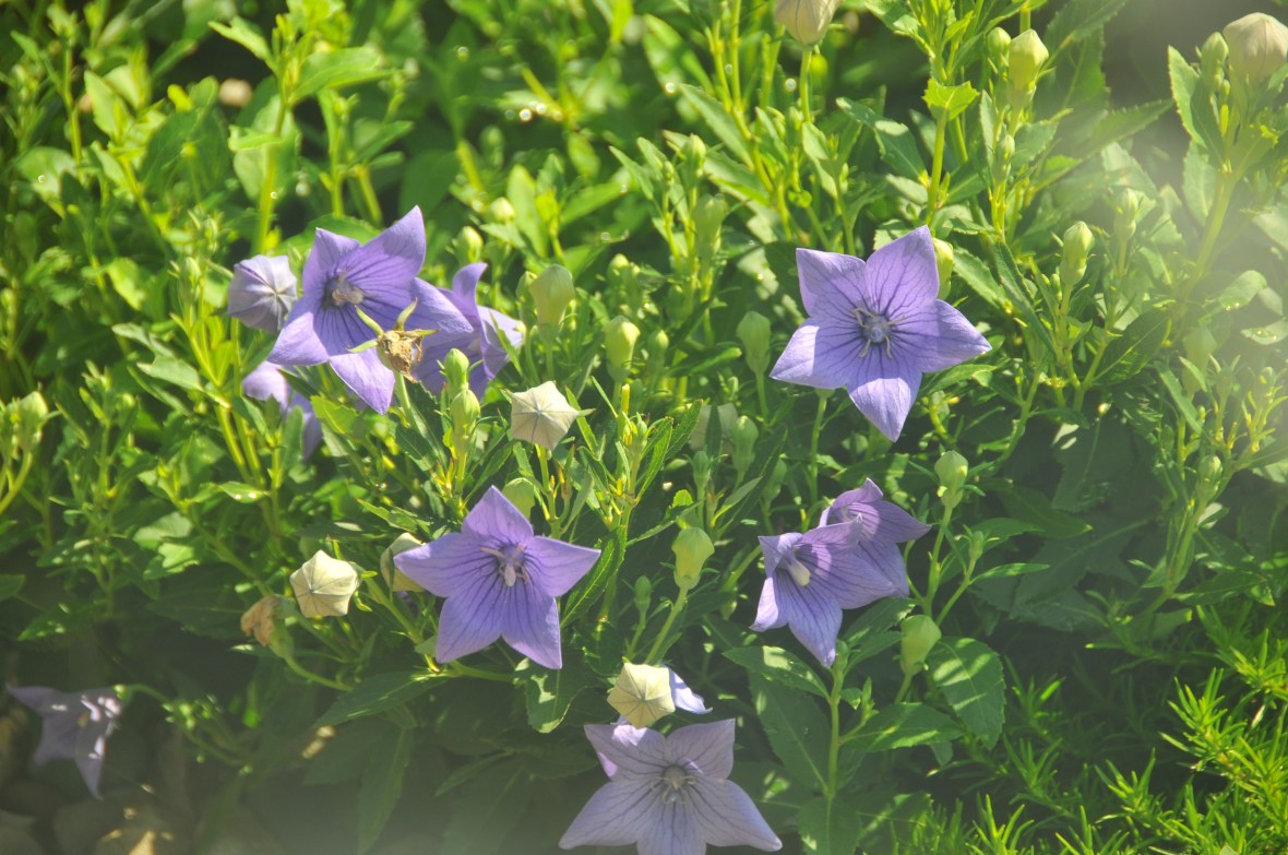 I saw these flowers in the drive thru at Wendy's in Davenport... I think they're so pretty! 
