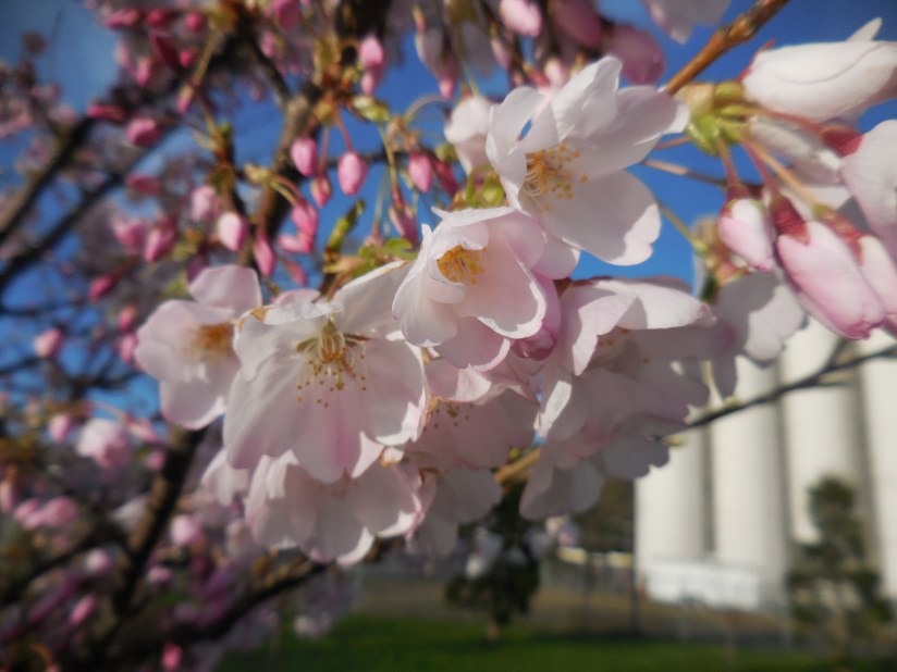 Spring is definitely happening in Seattle! Got a few months more to wait in Wyoming for blooming stuff...