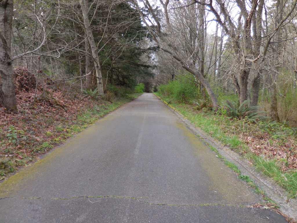 My random trees I found... and this turned into dirt single track, which yes, I rode on the road bike!