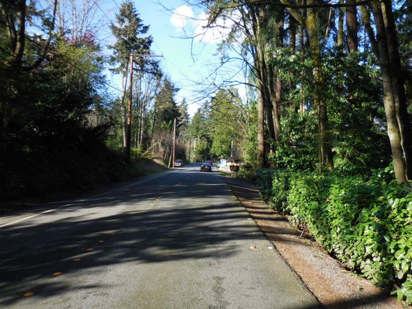 Tree lined Mercer Way on, you guessed it, Mercer Island